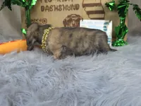 TIGGER, a male Miniature Dachshund for sale in Sebring, FL – 3 of 10
