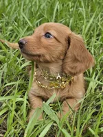 Golden , a male Miniature Dachshund for sale in Sebring, FL – 5 of 8