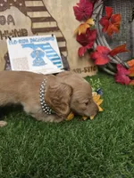 Millie , a female Miniature Dachshund for sale in Sebring, FL – 6 of 9
