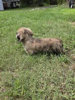 WOODY, a male Miniature Dachshund for sale in Sebring, FL – 4 of 9