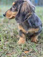 STEEL , a male Miniature Dachshund for sale in Sebring, FL – 2 of 10