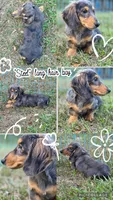 STEEL , a male Miniature Dachshund for sale in Sebring, FL – 1 of 10