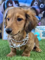 PAT, a male Miniature Dachshund for sale in Sebring, FL – 4 of 5