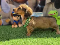 PAT, a male Miniature Dachshund for sale in Sebring, FL – Photo 5 of 6