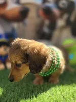 PAT, a male Miniature Dachshund for sale in Sebring, FL – Photo 2 of 6