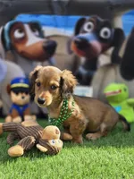 PAT, a male Miniature Dachshund for sale in Sebring, FL – Photo 4 of 6