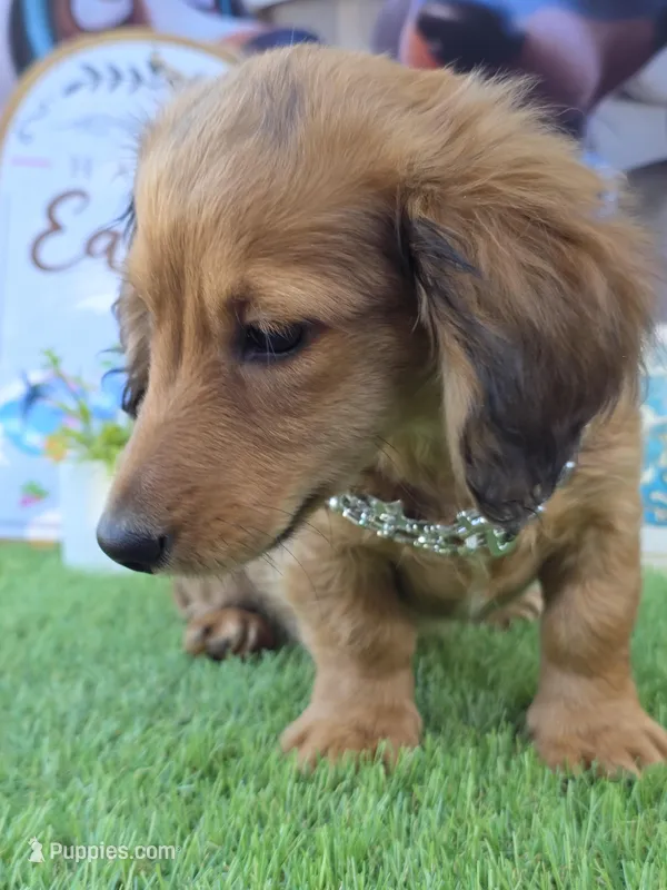 PAT – Miniature Dachshund puppy for sale in Sebring, FL