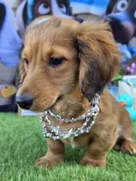 PAT, a male Miniature Dachshund for sale in Sebring, FL – 5 of 5