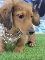 PAT, a male Miniature Dachshund for sale in Sebring, FL – 2 of 5