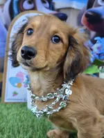 PAT, a male Miniature Dachshund for sale in Sebring, FL – 3 of 5