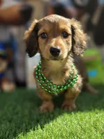 PAT, a male Miniature Dachshund for sale in Sebring, FL – Photo 3 of 6