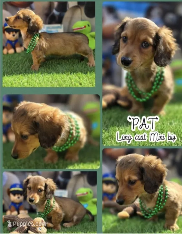 PAT – Miniature Dachshund puppy for sale in Sebring, FL