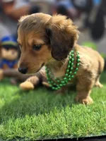 PAT, a male Miniature Dachshund for sale in Sebring, FL – Photo 6 of 6