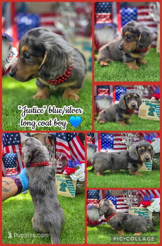 Justice  – Miniature Dachshund puppy for sale in Sebring, FL