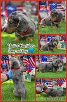 Justice , a male Miniature Dachshund for sale in Sebring, FL – 1 of 6