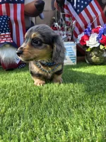 Dubi, a male Miniature Dachshund for sale in Sebring, FL – 5 of 10