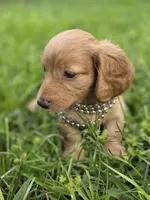 Millie , a female Miniature Dachshund for sale in Sebring, FL – 4 of 9