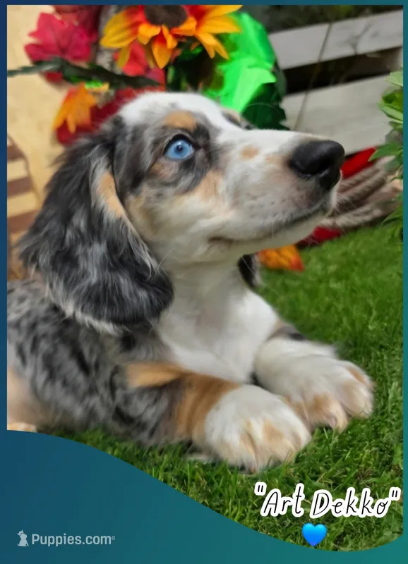 ART – Miniature Dachshund puppy for sale in Sebring, FL