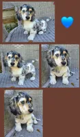 Bling , a male Miniature Dachshund for sale in Sebring, FL – 2 of 3