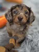 DECO, a male Miniature Dachshund for sale in Sebring, FL – 4 of 9