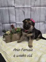 Ana, a female German Shepherd Dog for sale in Womelsdorf, PA – Photo 1 of 2