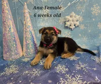 Ana, a female German Shepherd Dog for sale in Womelsdorf, PA – Photo 2 of 2