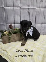 Sven, a male German Shepherd Dog for sale in Womelsdorf, PA – Photo 1 of 2