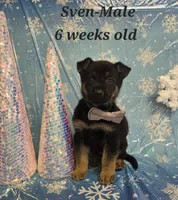 Sven, a male German Shepherd Dog for sale in Womelsdorf, PA – Photo 2 of 2