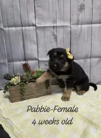 Pabbie, a female German Shepherd Dog for sale in Womelsdorf, PA – Photo 1 of 2