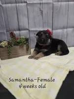 Samantha, a female German Shepherd Dog for sale in Womelsdorf, PA – Photo 1 of 2