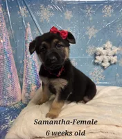 Samantha, a female German Shepherd Dog for sale in Womelsdorf, PA – Photo 2 of 2