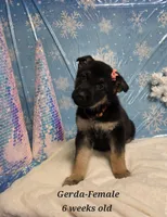 Gerda, a female German Shepherd Dog for sale in Womelsdorf, PA – Photo 2 of 2