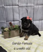 Gerda, a female German Shepherd Dog for sale in Womelsdorf, PA – Photo 1 of 2