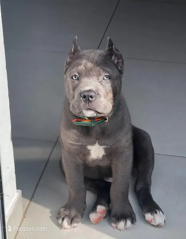 Maximus  – Cane Corso puppy for sale in New York, NY