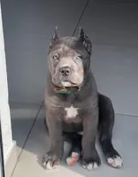Maximus , a male Cane Corso for sale in New York, NY – 1 of 1