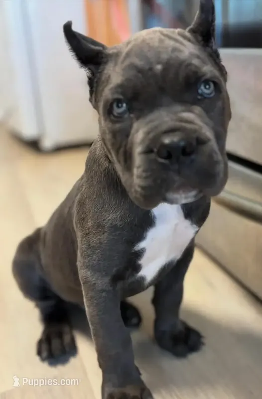 Athena  – Cane Corso puppy for sale in New York, NY