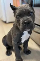 Athena , a female Cane Corso for sale in New York, NY – 1 of 1