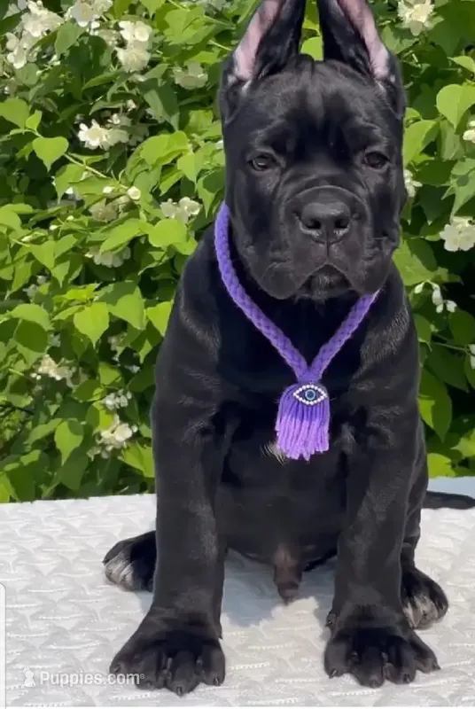 Bruno  – Cane Corso puppy for sale in New York, NY
