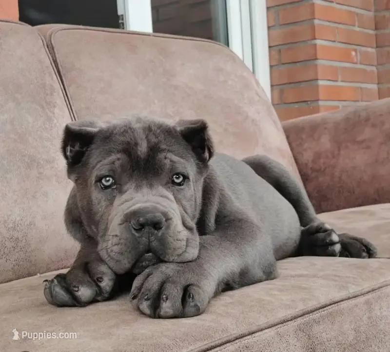 Rex  – Cane Corso puppy for sale in New York, NY