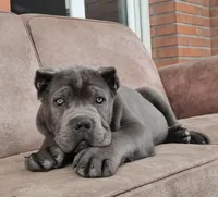 Rex , a male Cane Corso for sale in New York, NY – 1 of 1