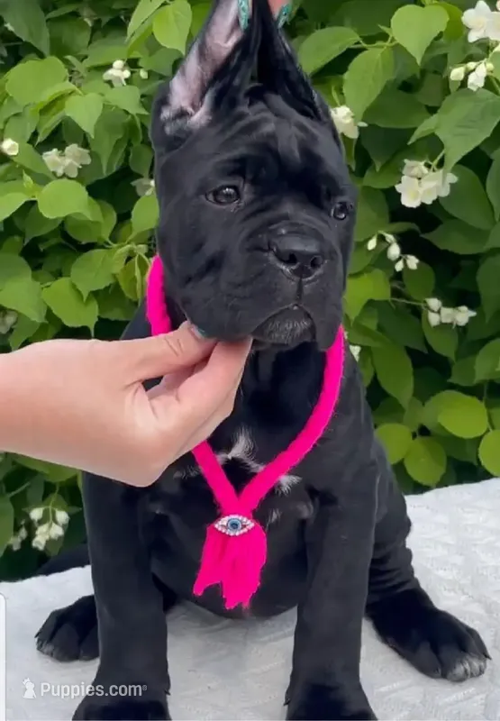 Diesel  – Cane Corso puppy for sale in New York, NY