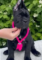 Diesel , a male Cane Corso for sale in New York, NY – 1 of 1