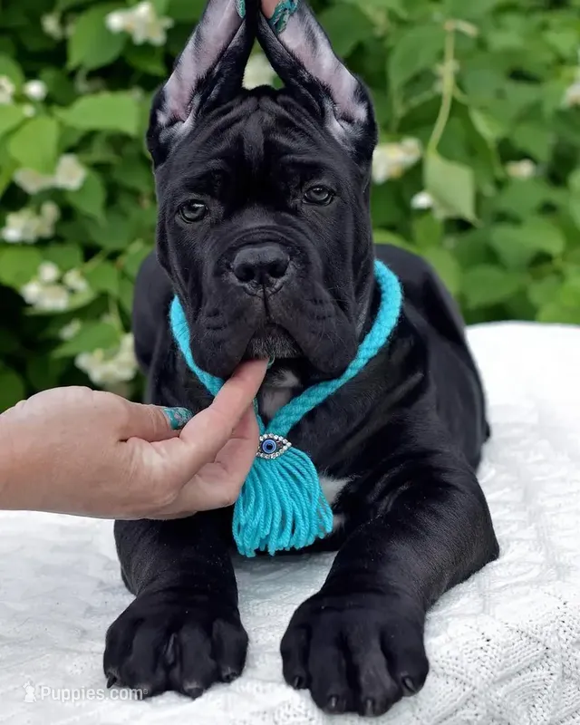 Luna  – Cane Corso puppy for sale in New York, NY