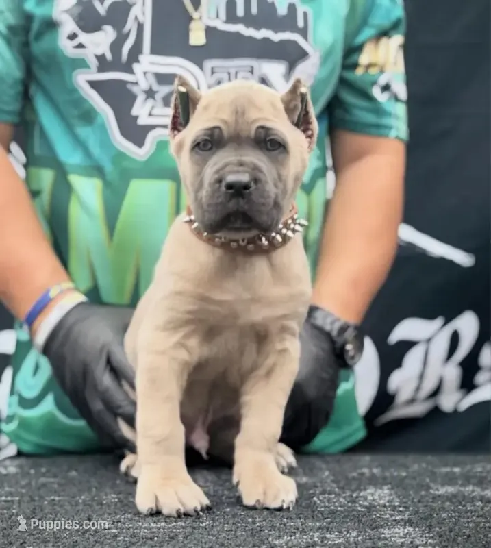 Thor  – Cane Corso puppy for sale in New York, NY