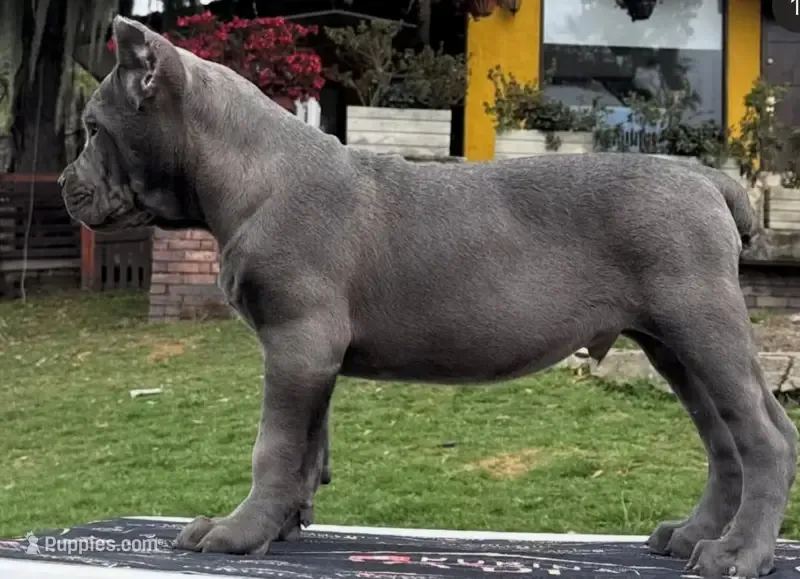 Kane  – Cane Corso puppy for sale in New York, NY
