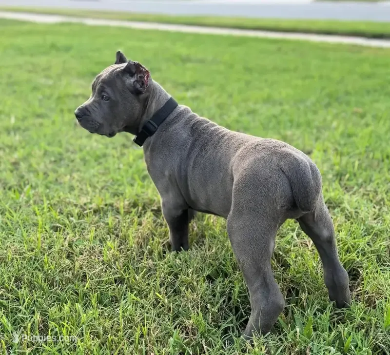 Bella  – Cane Corso puppy for sale in New York, NY