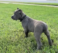 Bella , a female Cane Corso for sale in New York, NY – 1 of 1