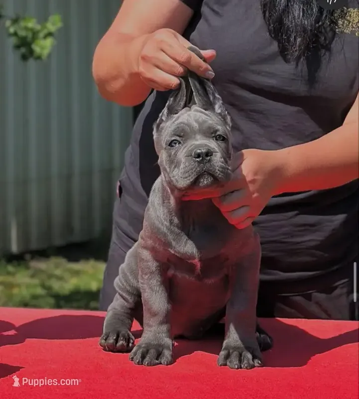 Zeus  – Cane Corso puppy for sale in New York, NY