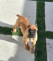 Nala , a male Cane Corso for sale in New York, NY – 1 of 1