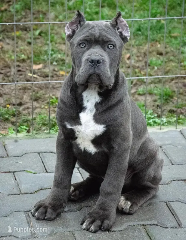 Paris  – Cane Corso puppy for sale in New York, NY